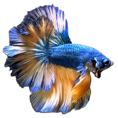 Betta splendens   Betta bumblebee male